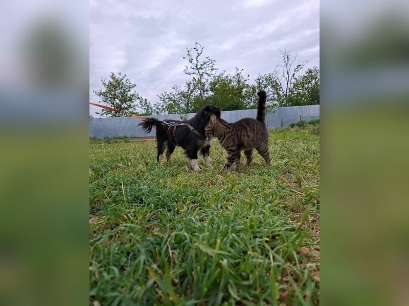 BETTY - freundliche, kleine Junghündin