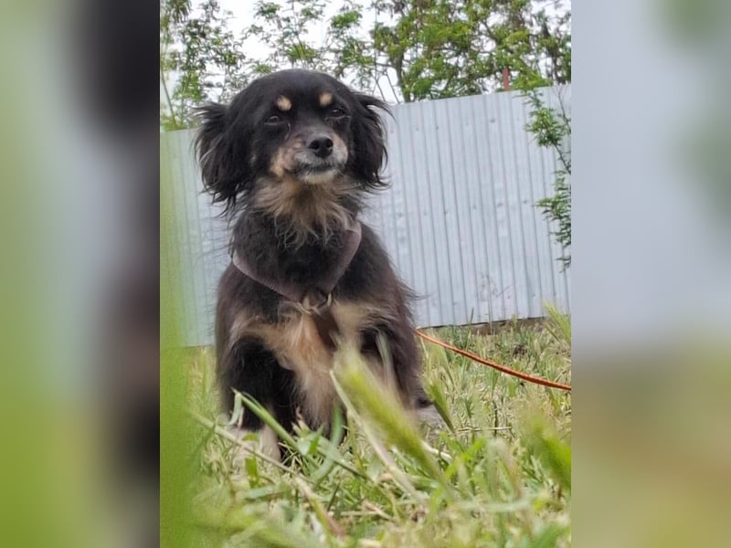 BETTY - freundliche, kleine Junghündin