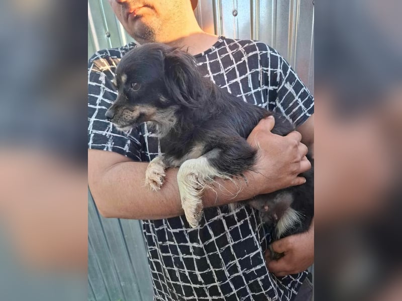 BETTY - freundliche, kleine Junghündin