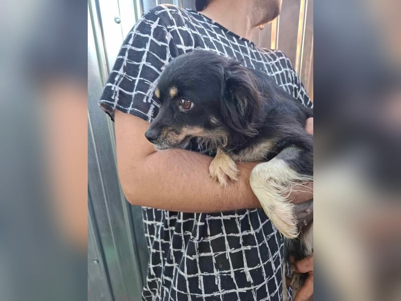 BETTY - freundliche, kleine Junghündin