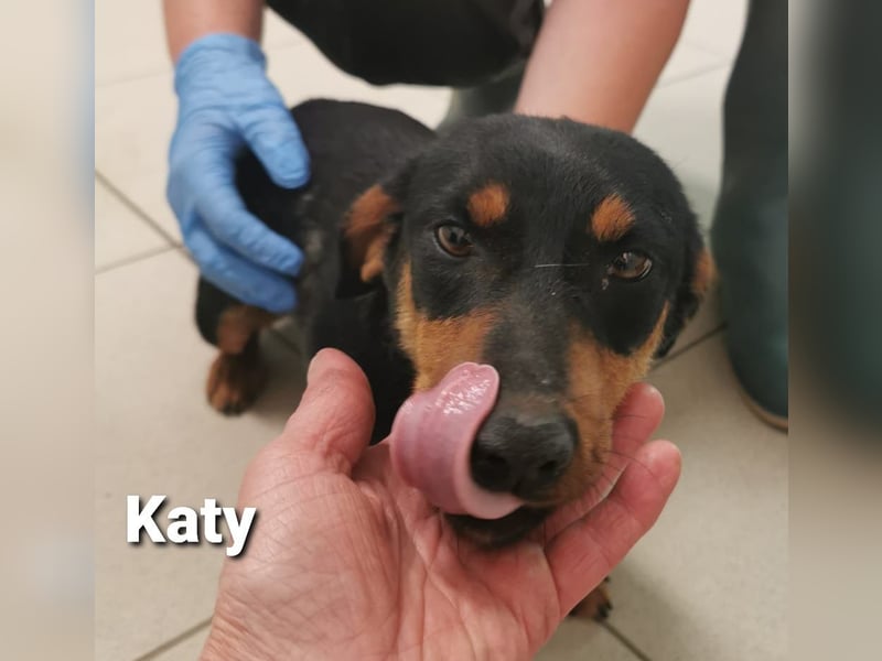 Katy - kleine Zaubermaus bald PS 49143 Bissendorf