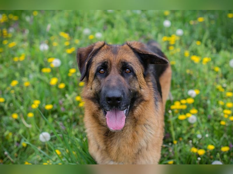 Flora - wer möchte mit mir knuddeln, spielen, lernen + mir ein tolles Zuhause schenken?