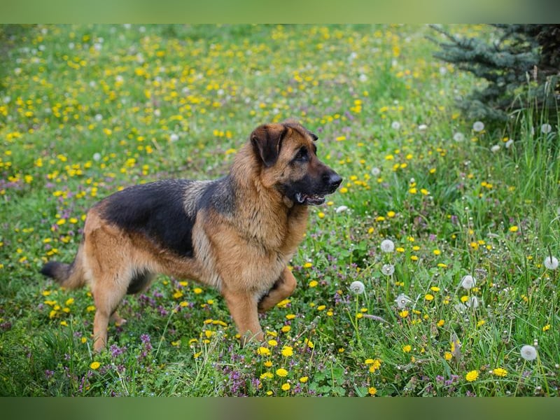 Flora - wer möchte mit mir knuddeln, spielen, lernen + mir ein tolles Zuhause schenken?