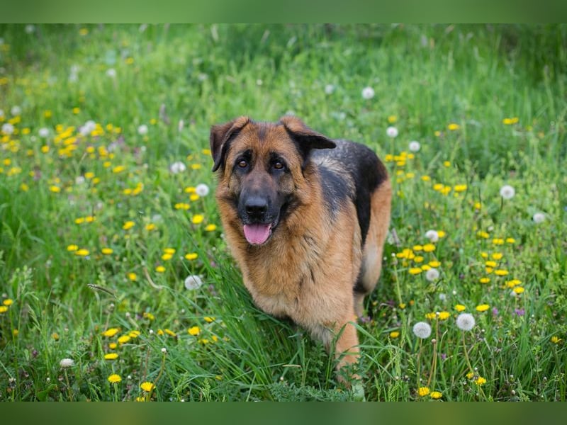 Flora - wer möchte mit mir knuddeln, spielen, lernen + mir ein tolles Zuhause schenken?