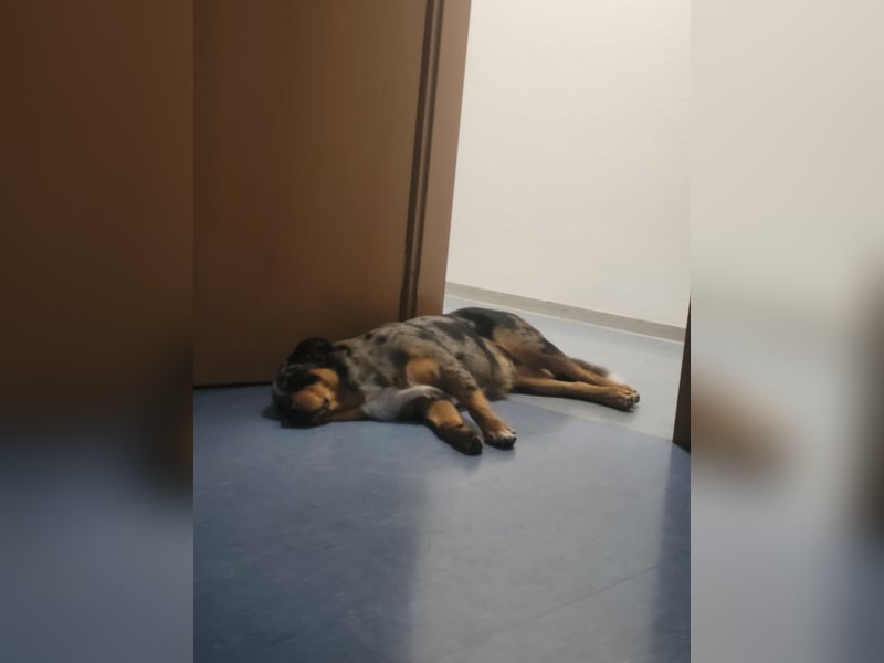 Australien Shepherd Rotti Mix (21Monate)