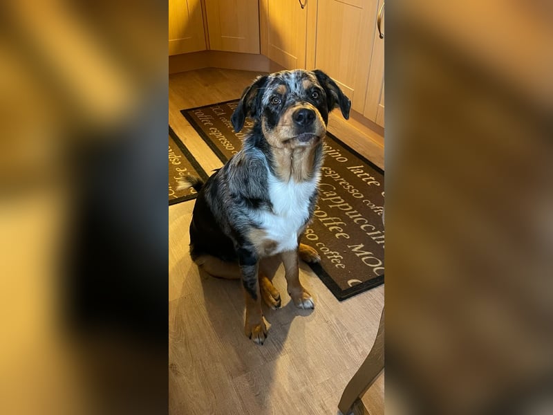 Australien Shepherd Rotti Mix (21Monate)