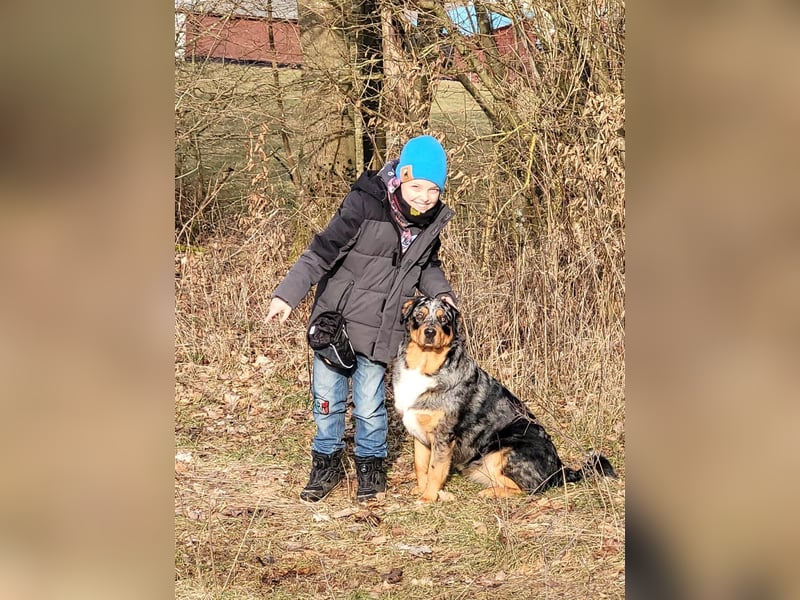 Australien Shepherd Rotti Mix (21Monate)