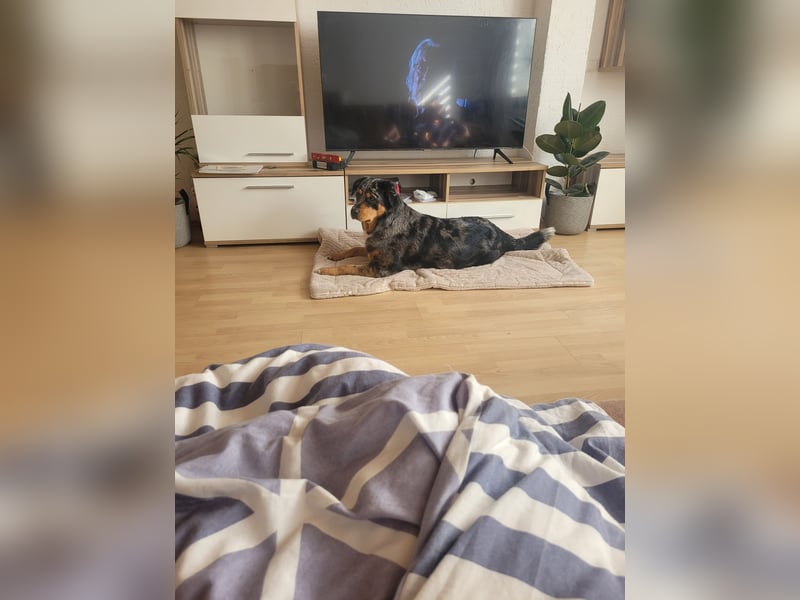 Australien Shepherd Rotti Mix (21Monate)