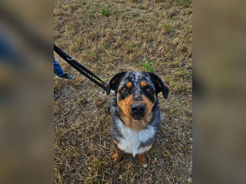 Australien Shepherd Rotti Mix (21Monate)