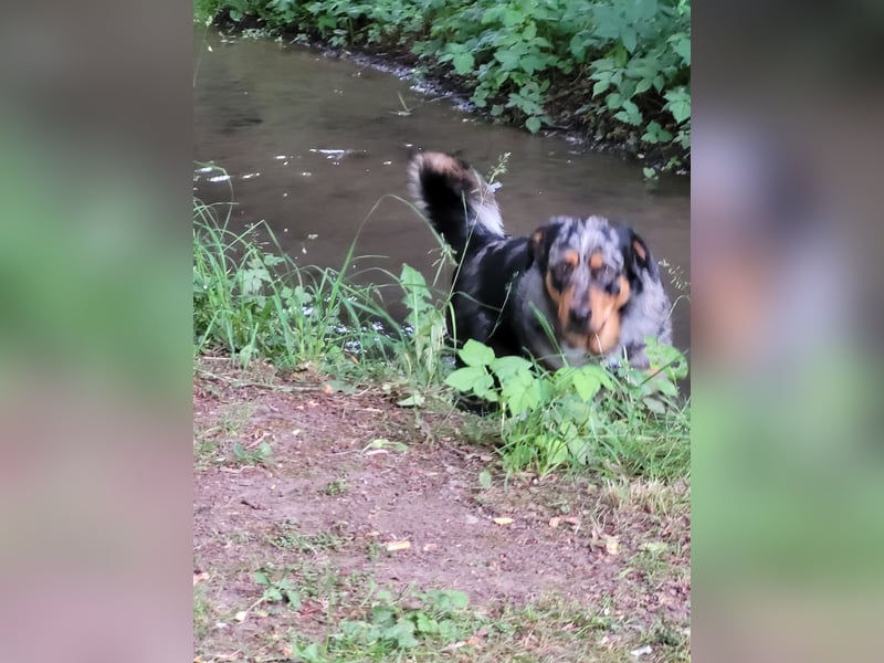 Australien Shepherd Rotti Mix (21Monate)