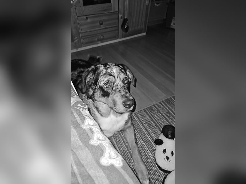Australien Shepherd Rotti Mix (21Monate)
