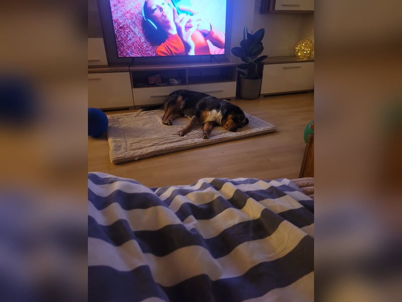 Australien Shepherd Rotti Mix (21Monate)