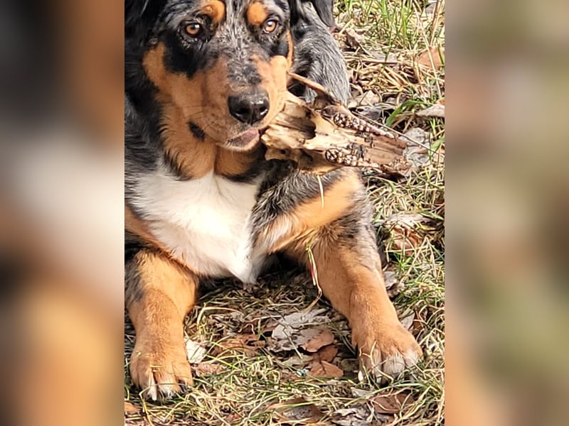 Australien Shepherd Rotti Mix (21Monate)