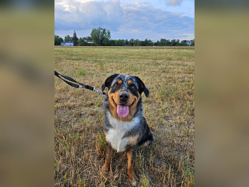 Australien Shepherd Rotti Mix (21Monate)