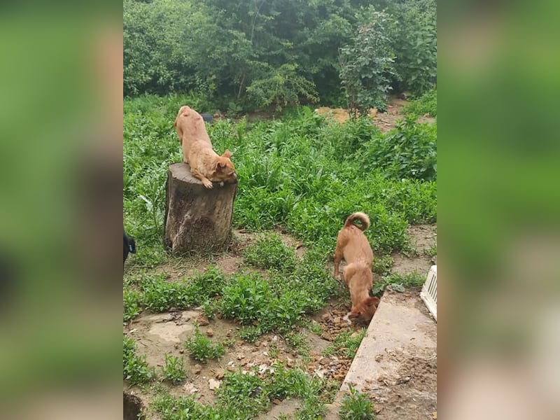 Greta (vorreserviert)  süsse noch unerzogenen frechen Maus