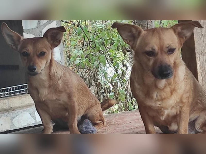 Greta (vorreserviert)  süsse noch unerzogenen frechen Maus