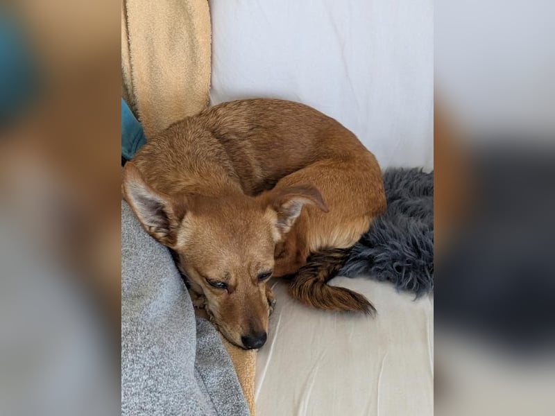 Greta (vorreserviert)  süsse noch unerzogenen frechen Maus