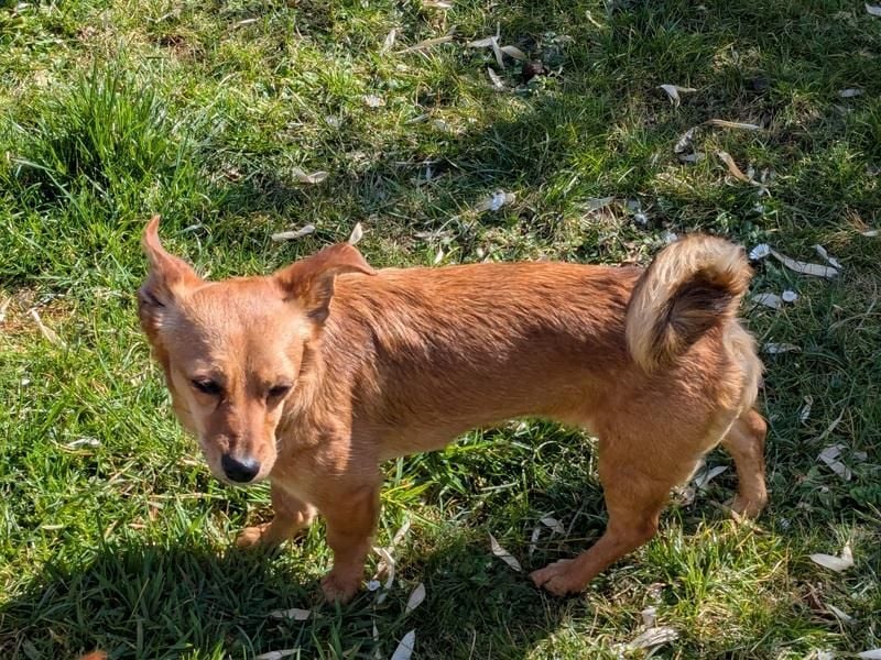 Greta (vorreserviert)  süsse noch unerzogenen frechen Maus