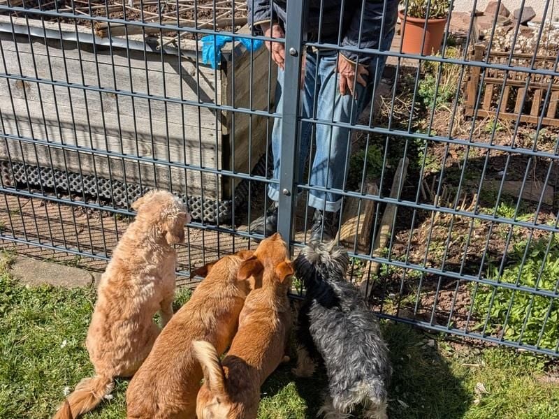 Greta (vorreserviert)  süsse noch unerzogenen frechen Maus