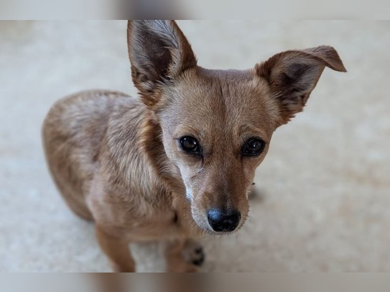 Greta (vorreserviert)  süsse noch unerzogenen frechen Maus