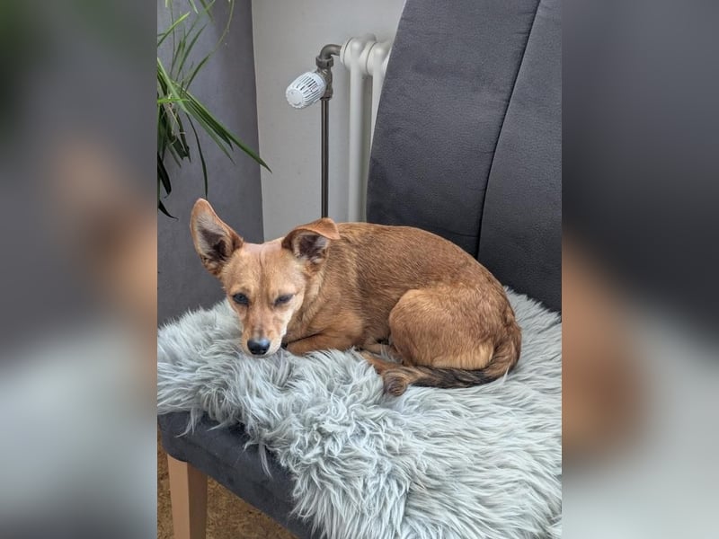 Greta (vorreserviert)  süsse noch unerzogenen frechen Maus