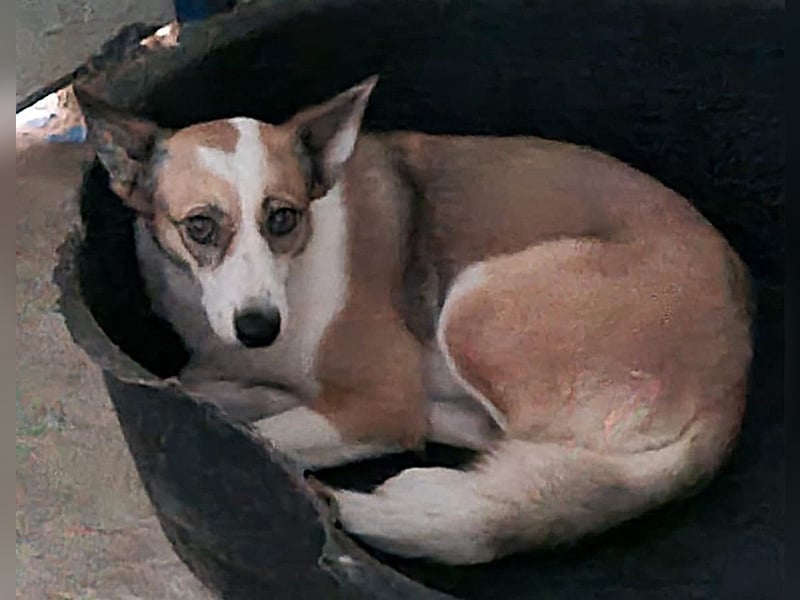 Kimmy, Hündin, *ca. 16.05.2020, SH ca. mittelgroß, ängstlich, lieb, sozial