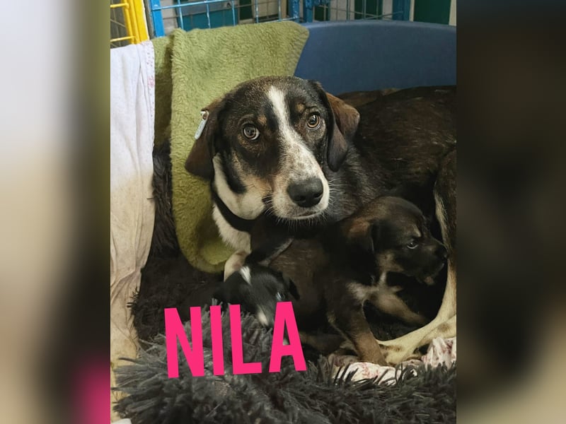 Nila 3 ¾-jähriges Mädel, Größe erfragen.