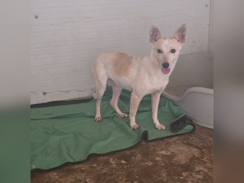 Yvonne,2 ¼ jähriges, kleines Hundemädchen, schüchtern, zurückhaltend, neugierig, sozial
