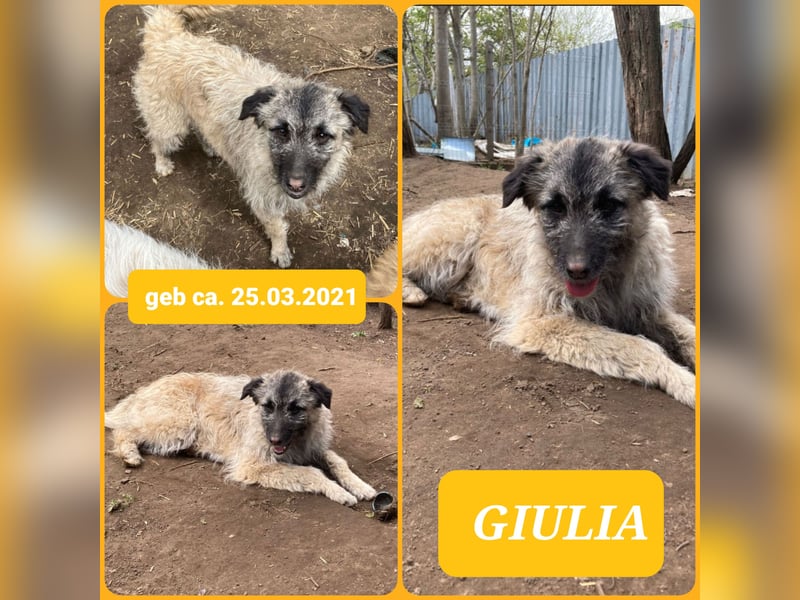 Giulia , 4 jähriges Mädel,  SH ca. 50 cm, freundlich, souverän, verschmust, aktiv)