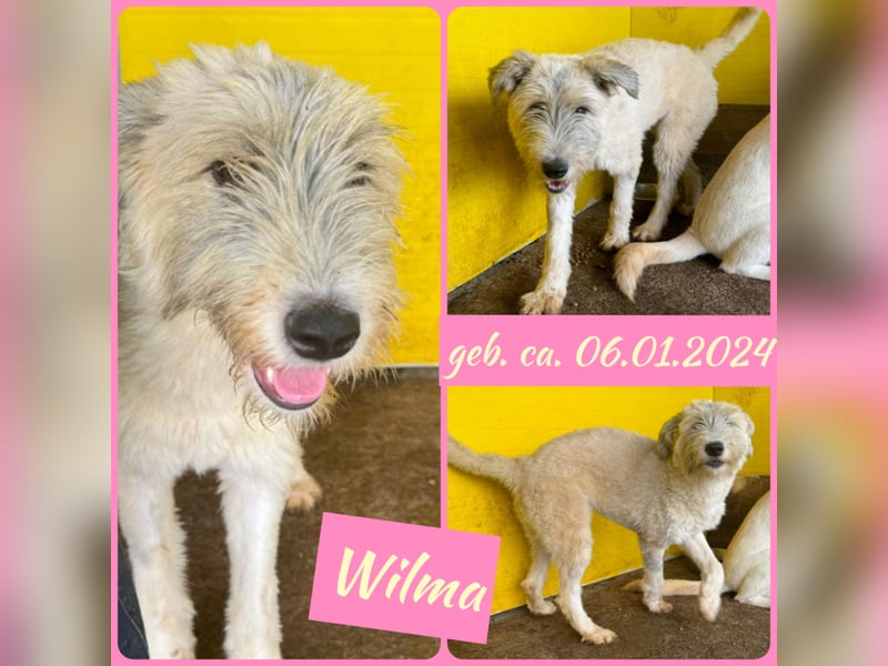 Wilma, 1 ¼-jähriges Mädel, Größe: mittelgroß, freundlich, aufgeschlossen, verschmust, souverän
