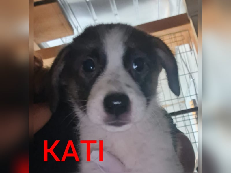K A T I * ca. 15.07.2021, SH ca. 50 cm, lieb, etwas unsicher, sozial