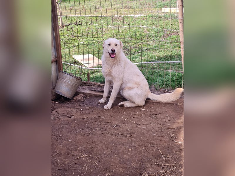 Cookie, 1j,8m, Mädel, groß, freundlich, verschmust, lieb