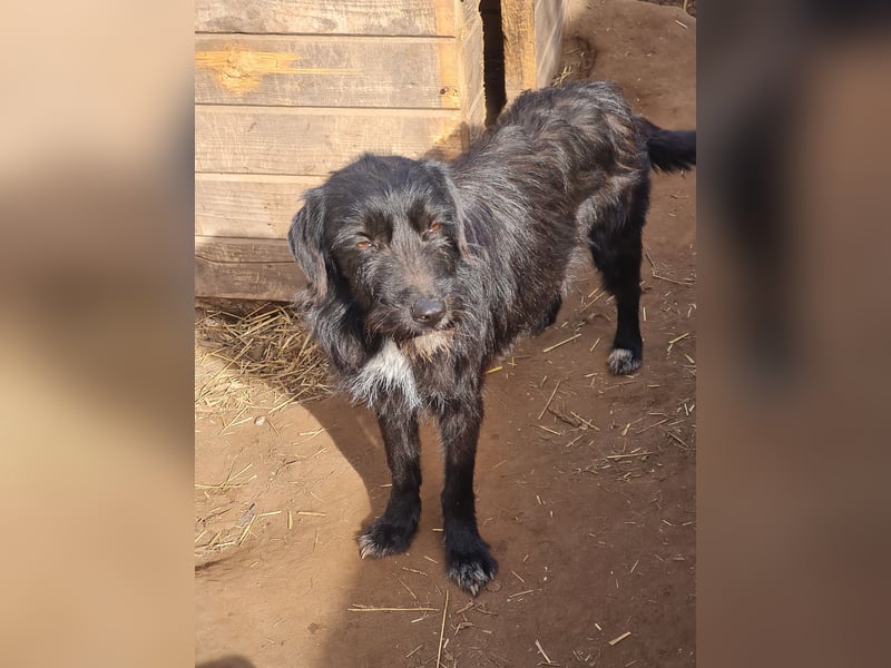Dinky, 2jähriges Mädel, SH ca. mittelgroß, verspielt, zurückhaltend, verschmust, sozial
