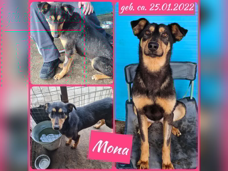 Mona , 3 ¼ jähriges Mädchen, ca. mittelgroß bis Knie, offen, freundlich dominierend, aufgeschlossen