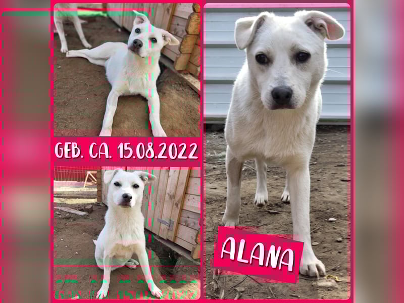 Alana, ca.2 ½ jähriges Hundemädchen, mittelgroß, freundlich, neugierig, verspielt