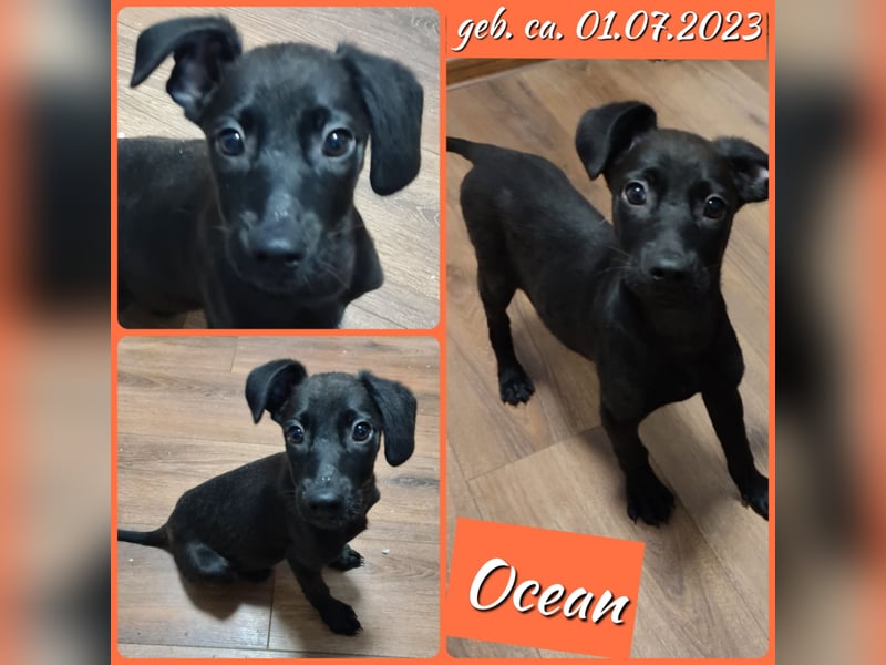 Ocean, ca,1 ¾ jähriges Hundemädel, ca. mittelgroß, witzig, verspielt, menschenbezogen, freundlich