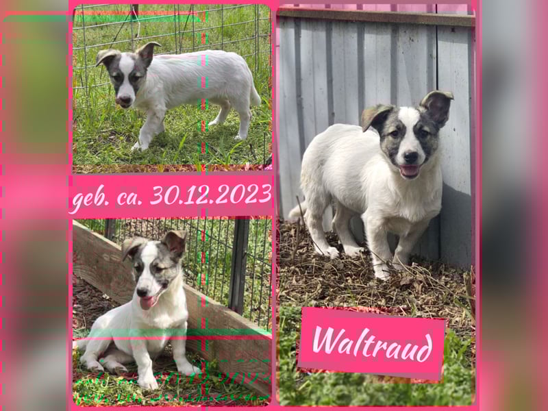 Waltraud 1 1/3 j Hundemädchen, klein – mittelgroß, schüchtern, zurückhaltend, neugierig, sozial