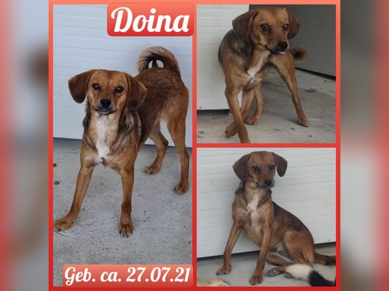 Doina. 3J, 10m, Mädel Sh ca. Knie hoch, zart, freundlich, vorsichtig)