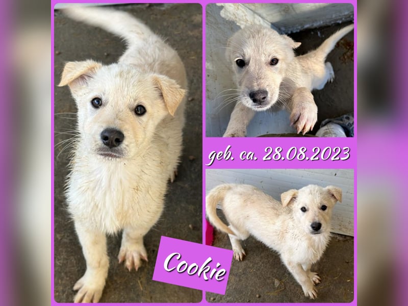 Cookie, 1j,8m, Mädel, groß, freundlich, verschmust, lieb