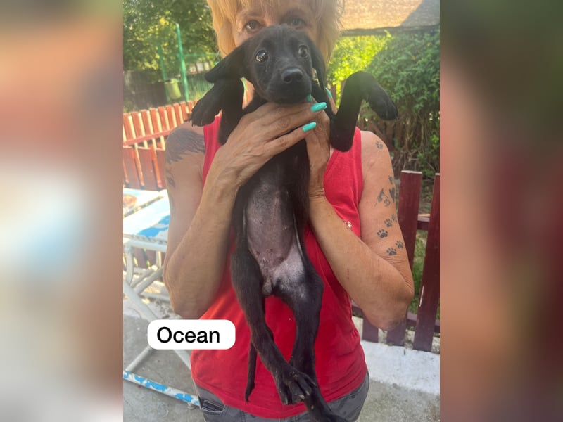 Ocean, ca,1 ¾ jähriges Hundemädel, ca. mittelgroß, witzig, verspielt, menschenbezogen, freundlich