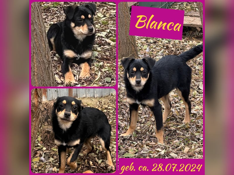 Blanca, Hündin, *ca. 28.07.2024, ca. kniehoch, etwas zurückhaltend, freundlich, sozial,