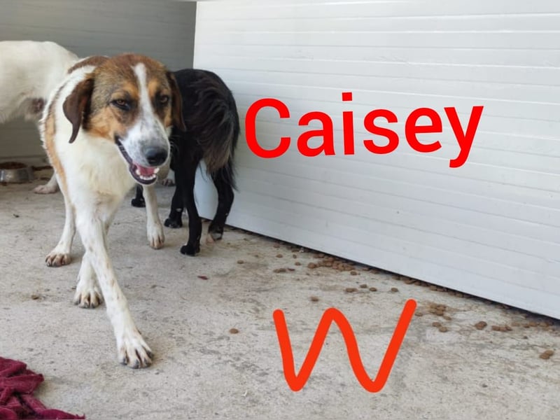 Caisey, 4jährige Hundedame,  mittelgroß, aufgeschlossen, freundlich, verschmust)