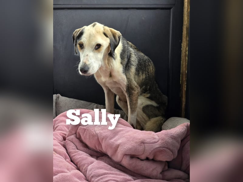 Sally, Hündin, *ca. 22.06.2022, ca. mittelgroß, mittlerweile neugierig, schüchtern, lieb, sozial