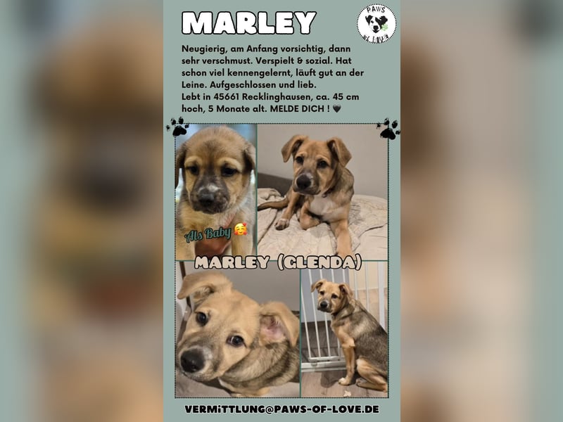 Marley , Mädchen, * ca. 24.08.2024, aktuell ca. 45 cm, aufgeschlossen und lieb
