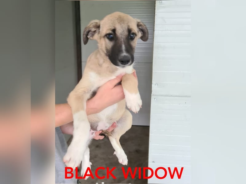 Black Widow , 3 ¾ jähriges Hundemädchen ,mittel bis 50 cm , sozial, verspielt, offen, neugierig)