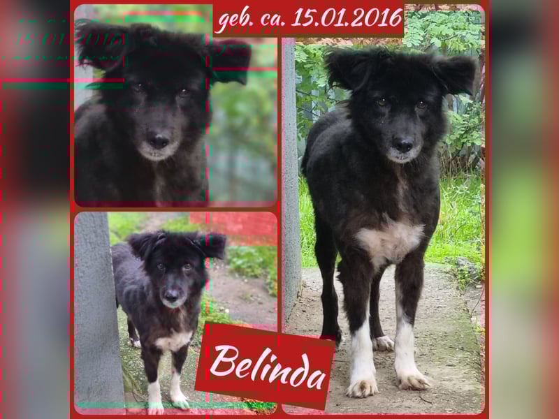 Belinda, junggebliebene 9 jährige Hündin, kniehoch, sozial, freundlich, noch zurückhaltend