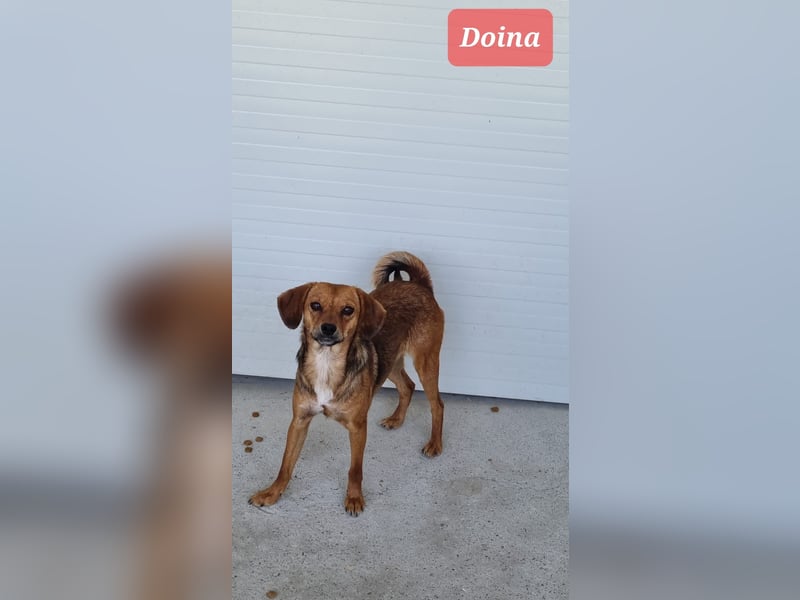 Doina. 3J, 10m, Mädel Sh ca. Knie hoch, zart, freundlich, vorsichtig)