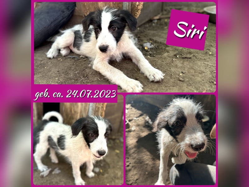 Siri , 1 ¾ jähriges Hundemädchen ,  SH ca. mittelgroß, aufgeschlossen, freundlich, aktiv, sozial