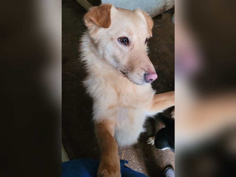 Cibby,1Jahr und 8 Monat alte Hündin, mittel bis groß, verspielt, sozial, fröhlich, neugierig