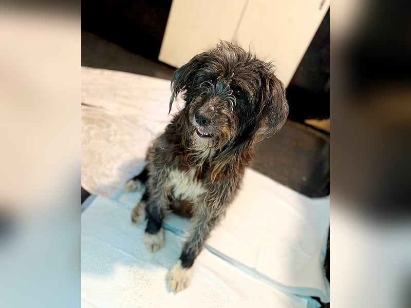 Violetta, Hündin, *ca. 14.05.2019, SH ca. kniehoch, offen, sehr freundlich, liebt Menschen, verschmu